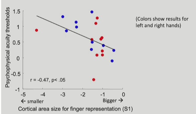<p>smaller RF = larger cortical representation of that body part</p><p>larger RF = smaller cortical representation</p><p>__</p><p><u>lower (better) acuity thresholds</u> have <u>larger cortical representations</u></p><ul><li><p>b/c <mark data-color="blue" style="background-color: blue; color: inherit;">lower threshold = higher acuity (good) = smaller RFs = larger cortical representation in homunculus</mark></p></li></ul><p></p>