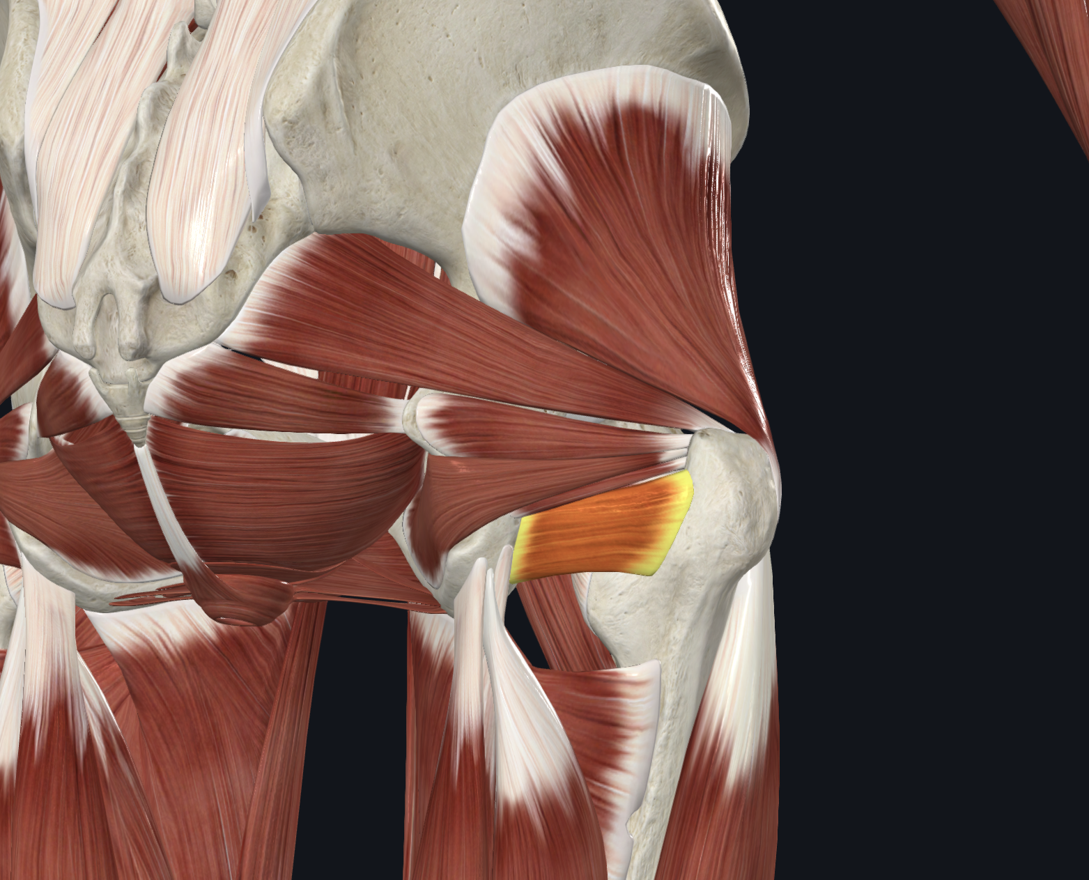 <p>Posterior view</p><p>Muscles</p>