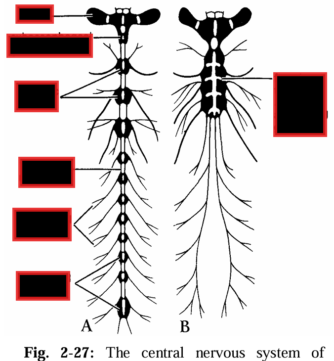 <p>Label the Central nervous system of insects</p>