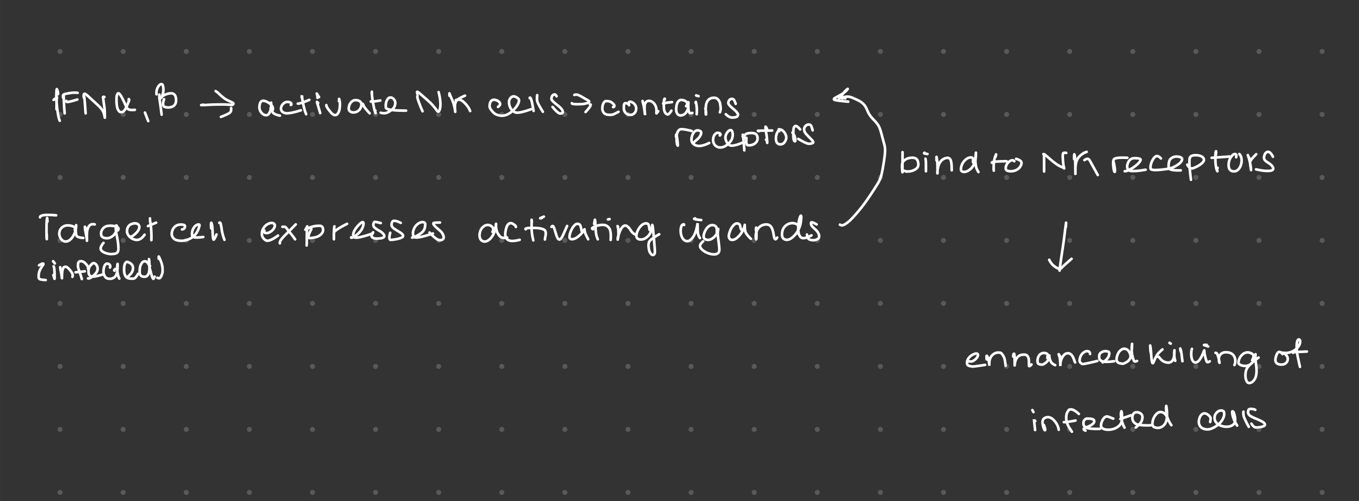 <ul><li><p><em>target cells express inhibiting (always expressed) and activating (only in stress) ligands </em></p></li><li><p><em>NK cells have ligands which can distinguish between healthy and un-healthy and we have a combination of activating and inhibiting receptors being expressed. </em></p></li><li><p><em>Interferons alpha/beta activate NK cells </em></p></li><li><p><em>When a target cell gets infected → expresses activating ligands → ligands bind to receptors on NK cells and cells can enhance the killing of those infected cells</em></p></li></ul><p></p>