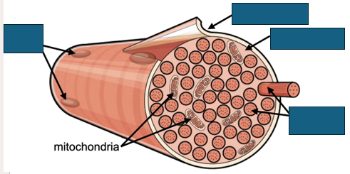 <p>what do muscle fibres contain? (5)</p><p>label diagram</p>