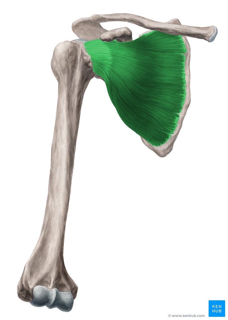 <p>laterally rotate arm</p><p>origin: subscapular fossa</p><p>insertion: lesser tubercle</p>