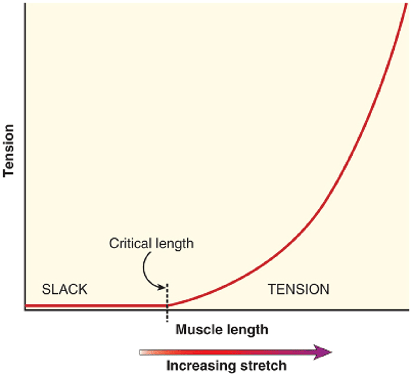 <p>as a muscle is progressively stretched, the tissue is slack during the muscle's initial shortened length until it reaches a critical length at which it begins to generate passive tension.</p><p>beyond this critical length, the tension builds as an exponential function</p>