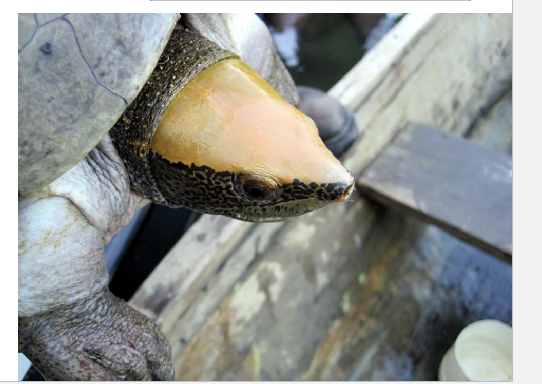 <p>River Turtle</p><ul><li><p><span style="background-color: transparent;">1 sp, 1 genus&nbsp;</span></p></li><li><p><span style="background-color: transparent;">Central America&nbsp;</span></p></li><li><p><span style="background-color: transparent;">Herbivorous, aquatic, nocturnal&nbsp;</span></p></li><li><p><span style="background-color: transparent;">Only leaves water to lay eggs&nbsp;</span></p></li><li><p><span style="background-color: transparent;">Eggs can survive underwater&nbsp;</span></p></li></ul><p></p>