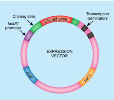 <p>The <strong><em>lacUV5</em></strong> promoter is a mutated promoter from the <em>Escherichia coli</em> lac operon very similar to the classical <em>lac</em> promoter,</p><ul><li><p>it requires no additional activators and it drives high levels of gene expression</p></li></ul><p>The <em>lacUV5</em> promoter sequence conforms more closely to the consensus sequence recognized by bacterial sigma factors than the traditional <em>lac</em> promoter does</p><ul><li><p>Due to this, <em>lacUV5</em> recruits RNA Polymerase more effectively</p><ul><li><p>leads to higher transcription of target genes</p></li></ul></li></ul><ul><li><p> <em>lacUV5</em> works independently of activator proteins or other cis-regulatory elements</p></li><li><p> While no activators are required, <em>lacUV5</em> promoter expression can be regulated by the LacI repressor and can be induced with IPTG, which is an effective inducer of protein expression</p><ul><li><p>Due to this control, the <em>lacUV5</em> promoter is commonly found on expression plasmids</p></li><li><p>is used when controllable but high levels of a product are desired</p></li></ul></li></ul><p></p>