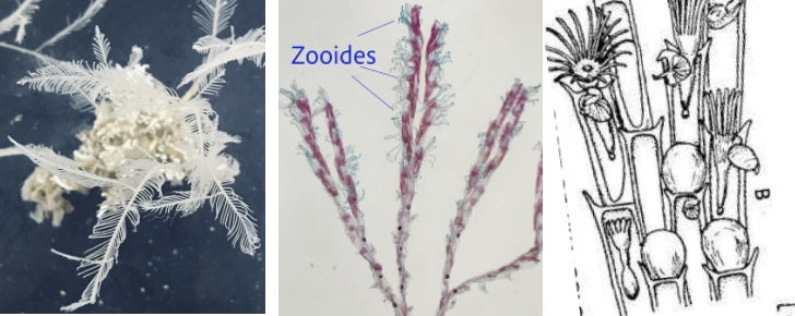 <p><strong>FILO </strong>Bryozoa<br><strong>CLASE </strong>Gymnolaemata<br><strong>ORDEN</strong> Cheilostomata<br><strong>GÉNERO </strong><em><u>Bugula</u></em><br><strong>CARACTERÍSTICAS</strong> Zooides, Colonias ramificadas y erectas.<br><strong>HABITAT </strong>Marinas y agua dulce</p>