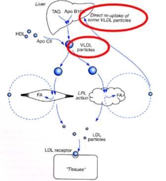 <ol><li><p>Liver produces <strong>VLDL</strong> with TAG from de novo lipogenesis or stored fat.</p></li><li><p>VLDL enters circulation → acquires <strong>ApoC-II</strong> from HDL → substrate for LPL.</p></li><li><p>TAG hydrolyzed → <strong>FFA uptake by adipose and muscle</strong>.</p></li><li><p>VLDL remnant → <strong>converted to LDL</strong> → recycled to liver or used for cholesterol in tissues.</p></li></ol><p><strong>Differences with chylomicrons:</strong></p><ul><li><p>ApoB-100 instead of ApoB-48</p></li><li><p>Lower TAG:protein ratio (≈5:1 vs 10:1)</p></li></ul><p></p>
