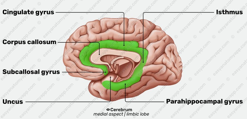 <ul><li><p>Hersenschors</p></li><li><p>Geheugen en ruimtelijke orientatie</p></li></ul><p></p>