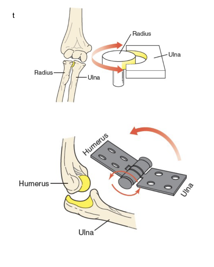 <p><span>Hinge Joint, Pivot Joints</span></p>