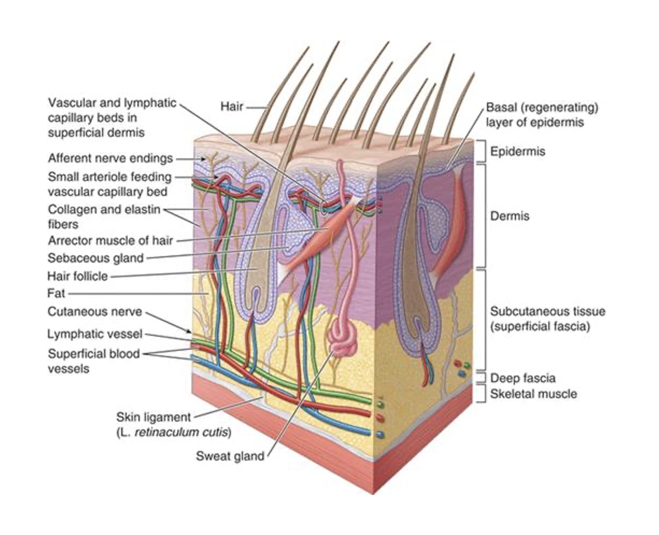 <ol><li><p>skin</p><ol><li><p>epidermis</p></li><li><p>dermis</p></li></ol></li><li><p>subcutaneous tissue</p><ol><li><p>fatty (superficial) layer</p></li><li><p>membranous (deep) layer</p></li></ol></li></ol><p></p>
