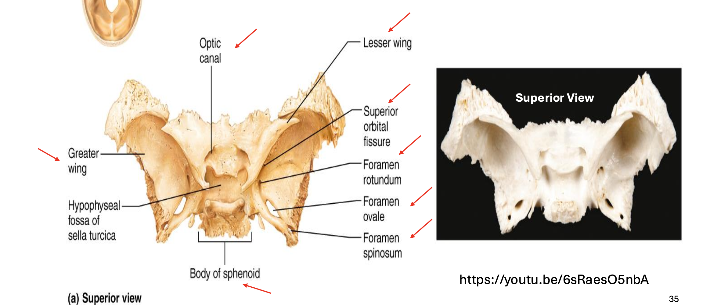 knowt flashcard image