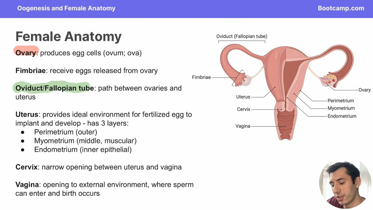 <p>it provides an environment for the fertilzed egg to implant and develop</p>