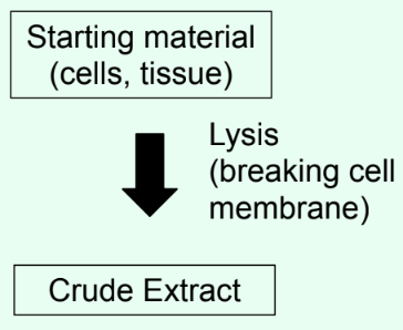 <p><strong>Breaking open cells to release proteins, forming a <u>crude extract</u>/<u>cell lysate</u></strong></p>