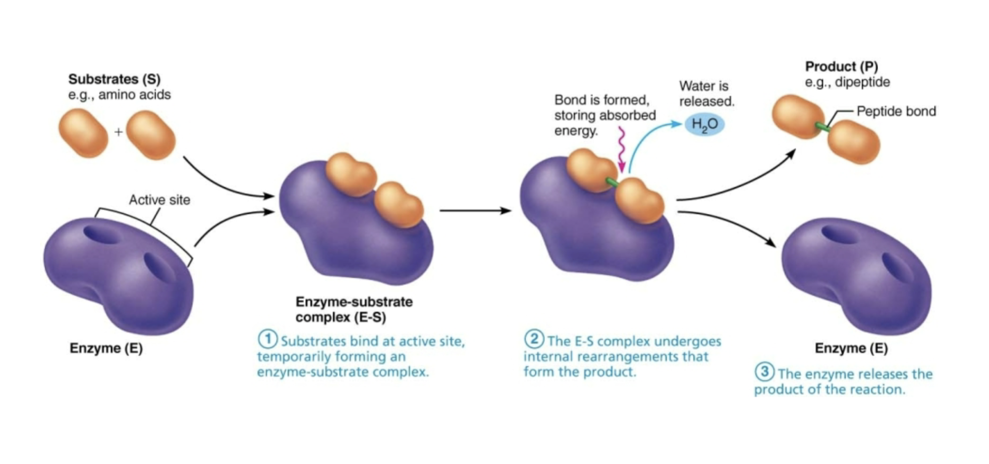 <ul><li><p>substrate binds at active site, which forms a temporary enzyme- substrate complex</p></li><li><p>the E-S complex undergoes interal rearrangements that form the product </p></li><li><p>the enzyme releases the product of reaction</p></li></ul><p>this process is important because it helps the enzyme lower activation energy and speed up reactions</p><p></p>