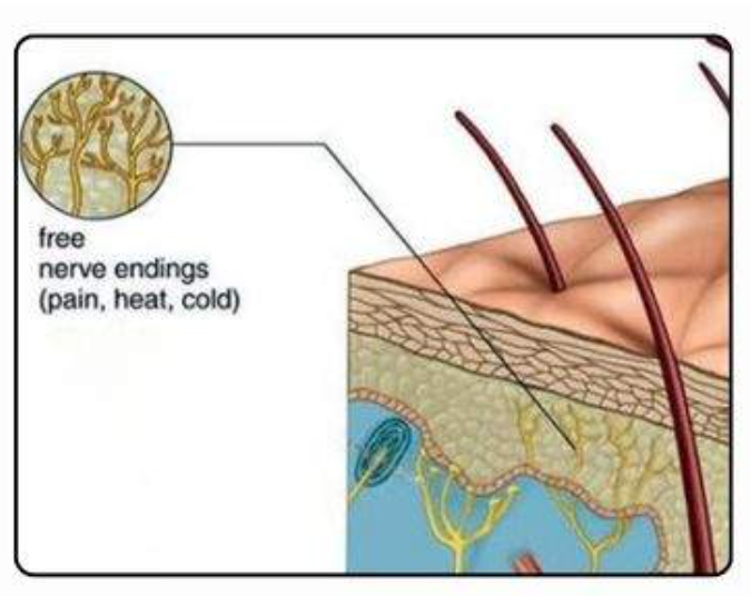 <ul><li><p>type of cutaneous receptor</p></li></ul><p></p><ul><li><p>LOCATION→ thru out (skin, mucous membranes, muscles, internal organs)</p></li><li><p>FUNCTION → diff sensory stimuli &amp; protect (sense harmful conditions)</p><ul><li><p>pain (nociception)</p></li><li><p>temperature (thermoreception)</p></li><li><p>touch (mechanoreception) types</p></li></ul></li><li><p>SENSITIVTY → wide range stimuli b/c unspecified, diff lvls based on location &amp; f(x)</p></li></ul><p></p>