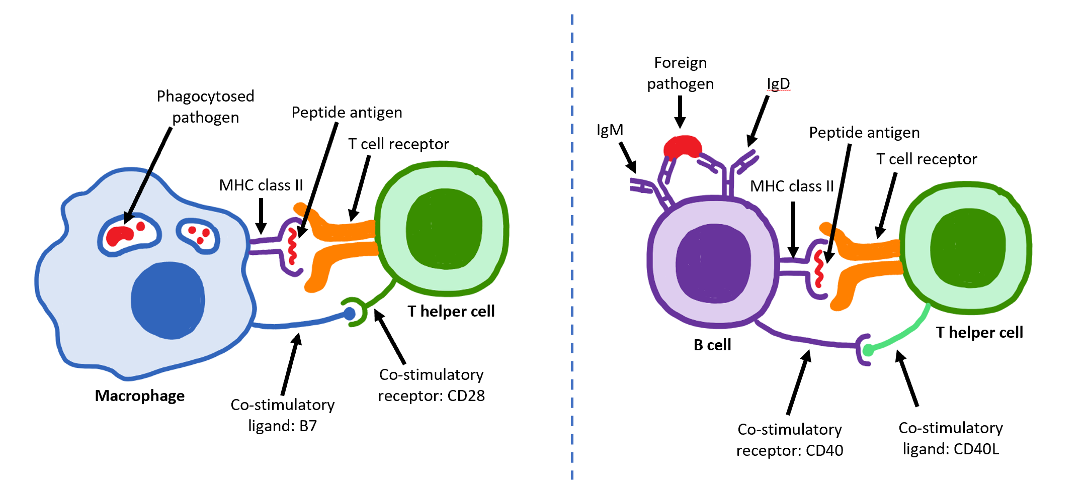 <p>CD4+ recognize antigens on MHC Class II</p>