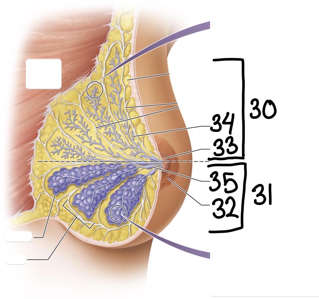 <p>30</p>