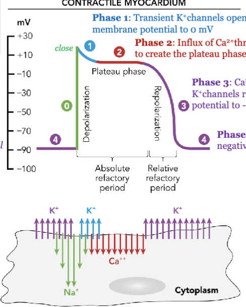 <p>resting membrane potential</p><p>phase 0: rapid Na+ influx through open fast Na+ channels</p><p>phase 1: transient K+ channels open and K+ efflux begins to return the membrane potential to 0 mV</p><p>phase 2: influx of Ca2+ through channels balances the K+ efflux to create the plateau phase</p><p>phase 3: Ca2+ channels close and rectifier K+ channels remain open to return the membrane potential to -90 mV</p><p>phase 4: K+ rectifier channels maintain the negative resting potential (Na-K ATPase)</p><p></p><p>each phase results from a change in the balance of inward and outward ionic currents that become activated upon membrane depolarization</p>