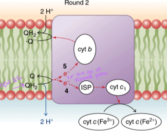 <p>what is the net result of the Q cycle</p>