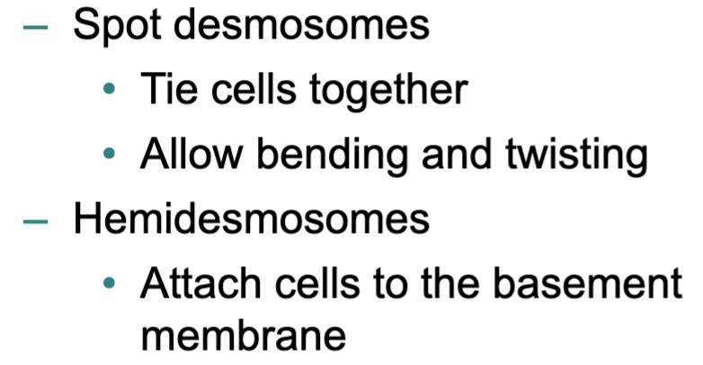 <p>Spot connect cells; hemi attach to membrane</p>