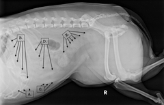 <p>What is D?</p>