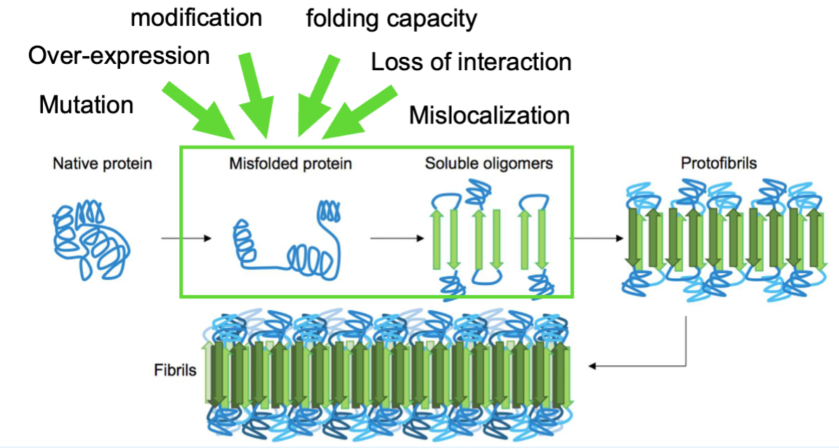 <ul><li><p>sporadic aggregation is rare but many elements can accelerate aggregation (happens spontaneously, w/o a trigger)</p></li><li><p>Protein aggregation usually requires overcoming an energy barrier (misfolding + nucleation)</p></li></ul><p></p>