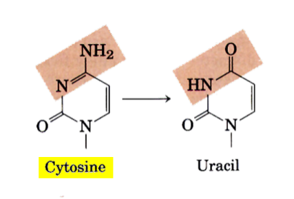 <p>true</p><p>__</p><p>deamination occurs <strong><u>spontaneously</u></strong>, but can also be catalyzed by <u>enzymes</u></p><p>_</p><p>deamination of C: <strong><sub>regular</sub></strong>C (cytosine) → U (uracil)</p><ul><li><p>standard base pair of <u>C:G</u> into <u>U:G mismatch</u></p></li><li><p>U:G mismatch can cause <u>mutations</u>, most commonly the <strong><u>C>T mutation</u></strong> (aka C → T mutation)</p><ul><li><p>(C>T mutation goes from standard base pair of <u>C:G → T:A</u>)</p></li></ul></li></ul><p>__</p><p>DNA may lack uracil b/c of <u>spontaneous deamination of cytosine</u></p>