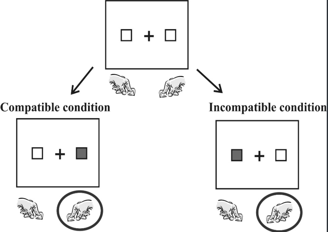 <p><span style="line-height: 22.0875px;"><strong>Stimulus is presented on either left or right side, and requires either left or right key to be pressed</strong>&nbsp;</span></p><ul><li><p class="Paragraph SCXW76045798 BCX0" style="text-align: left;"><span style="line-height: 22.0875px;"><strong>Compatible condition: Reponds to the same location of stiulus</strong>&nbsp;</span></p></li></ul><ul><li><p class="Paragraph SCXW76045798 BCX0" style="text-align: left;"><span style="line-height: 22.0875px;"><strong>Incompatible condition: Opposite side of where stimulus response is.&nbsp;</strong>&nbsp;</span></p></li></ul><p></p>