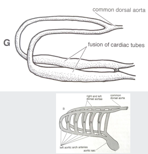 <p>Bilaterally, ventral &amp; dorsal aortae are connected by up to <span style="color: purple;">six aortic arches</span></p><p></p><p>The <span style="color: purple;">cranial </span>fusion between d<span style="color: purple;">orsal aortae and cardiac tubes b</span>ecomes the <span style="color: purple;">1st</span> aortic arches</p><p></p><p>In total, <strong>6 pairs of aortic arches</strong> will develop</p>
