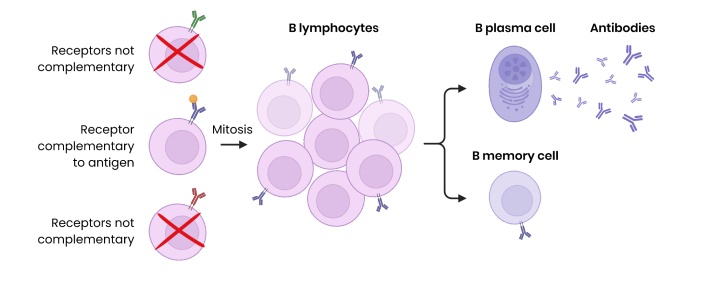 <p><strong>What do some B lymphocyte clones differentiate into and what do they do?</strong></p>