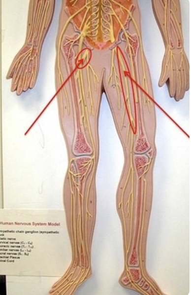 <p>grouping of tibial and common fibular</p>