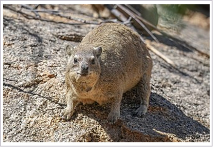 <p>What is the subclass of the animal shown?</p>