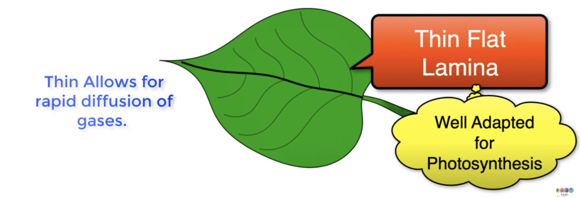 <p>Why do leaves have a thin flat lamina?</p>