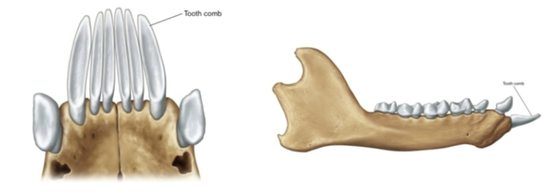<p>dental comb (lower incisors and canines are elongated, crowded together, and projected forward)</p>