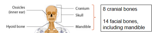 <p>skull~ major bones</p>
