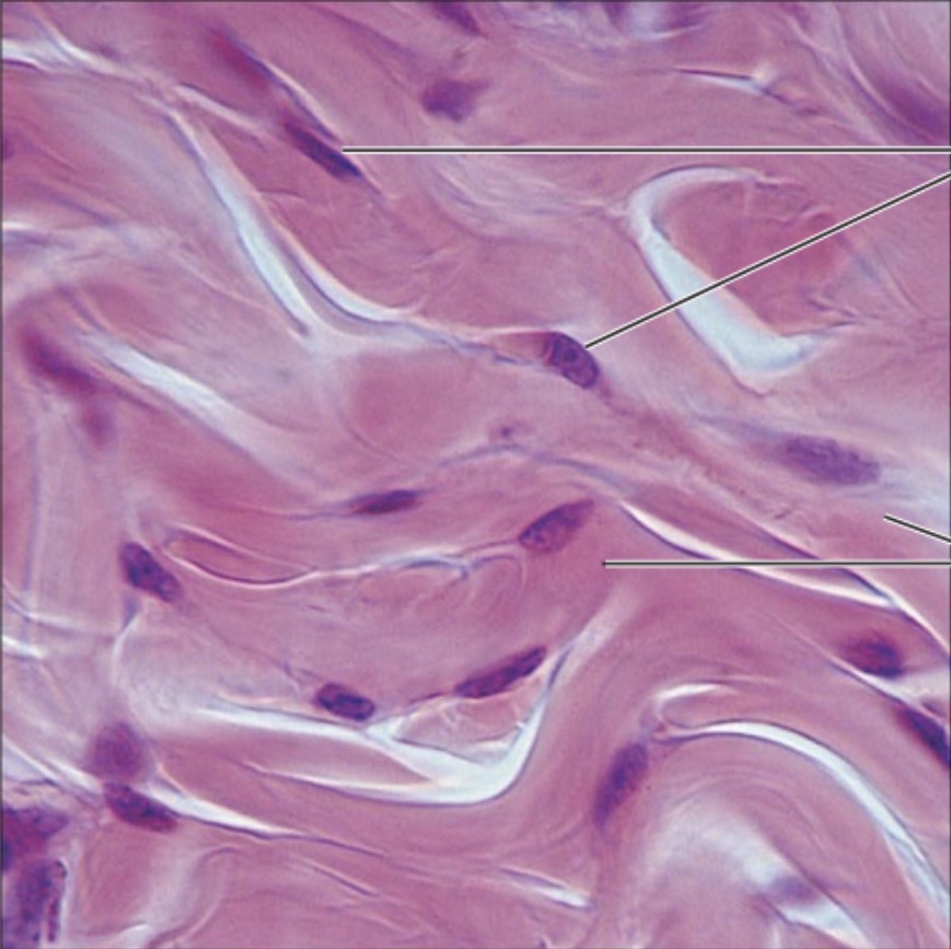 <p>what is the name of this tissue?</p>