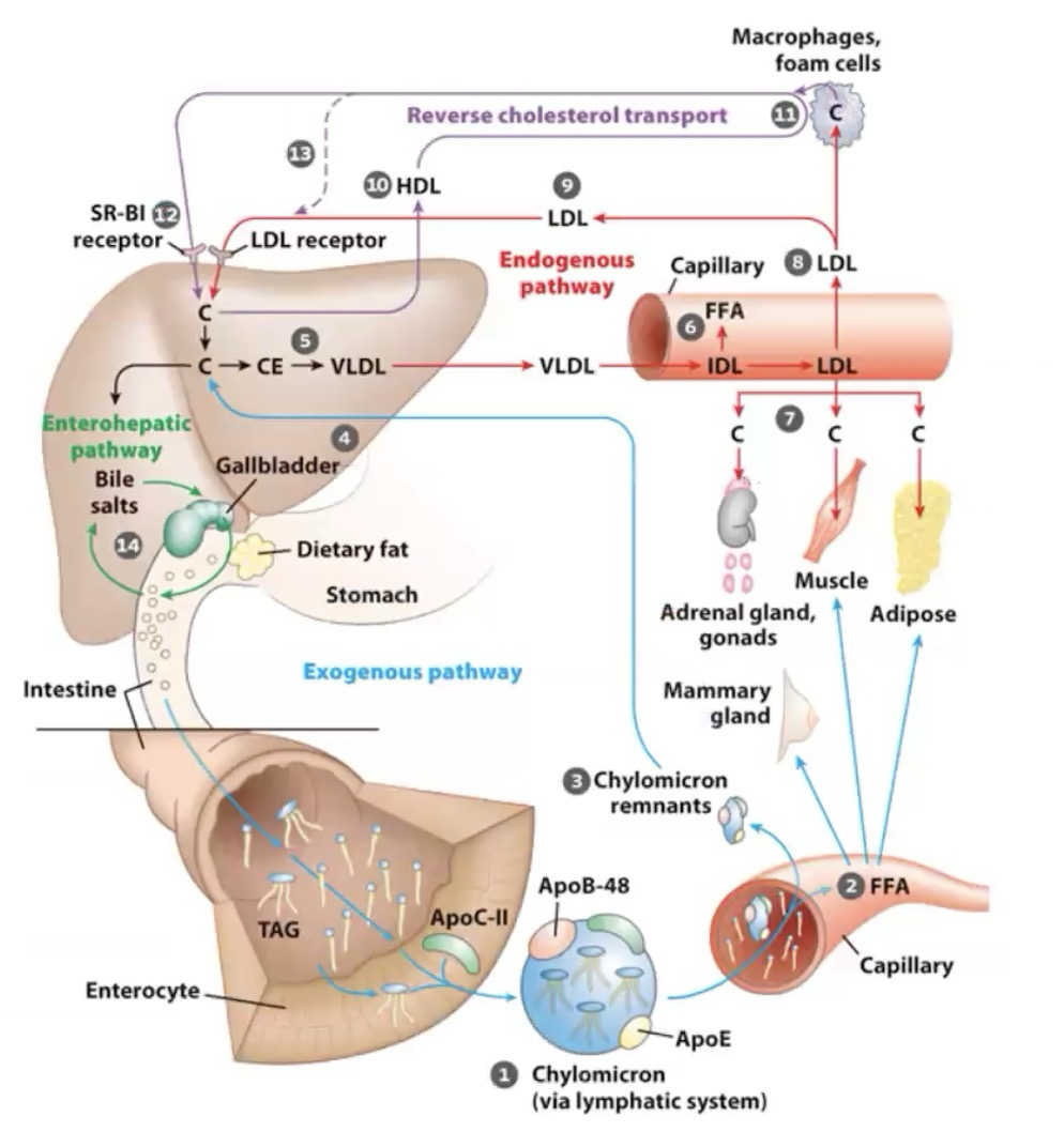 <p>Exogenous pathway: Covered in L13, fat is taken in, broken down, and moved via chylomicrons</p><p>Endogenous pathway: Liver recycles fat into VLDL, ships to target tissue, targeted by lipoproteins, turns into IDL (Intermediate density lipoproteins), eventually turns into and is released as LDL, which now mostly has cholesterol and cholesterol esters for other target tissues (receptor-mediated endocytosis, eventually returns to the liver to be recycled. </p><p>Role of HDL: Sometimes, LDL is lodged somewhere during transport. HDL is a scavenger complex that is shipped from the liver (Mostly empty) and takes up any LDLs that haven’t been utilized and are stuck somewhere.</p>