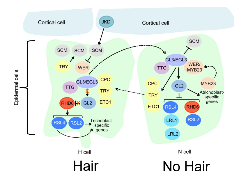 <p>GLABRA epistasis pathway:</p>