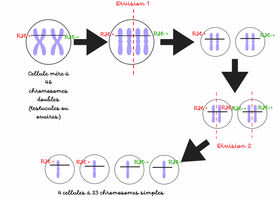 <p>2 divisions successives : 1/ chromosomes, 2/ pairs</p>