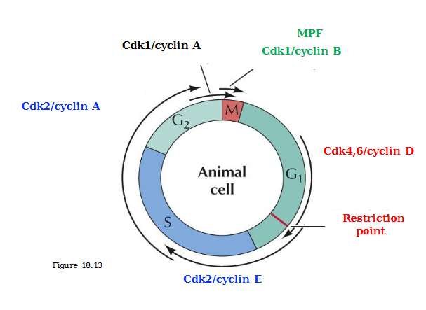 <ol><li><p>Association with a specific cyclin (controlled by synthesis and degradation</p></li><li><p>Activation requires phosphorylation (CAK: Cdk-activating kinase)</p></li><li><p>Inhibitory phosphorylation (Wee1 protein kinase)</p></li><li><p>Activation requires removal of inhibitory phosphate (Cdc25 protein phosphatase)</p></li><li><p>CKIs - Cdk inhibitory proteins (Ink4 family proteins, Cip/Kip family proteins)</p></li></ol><p></p>