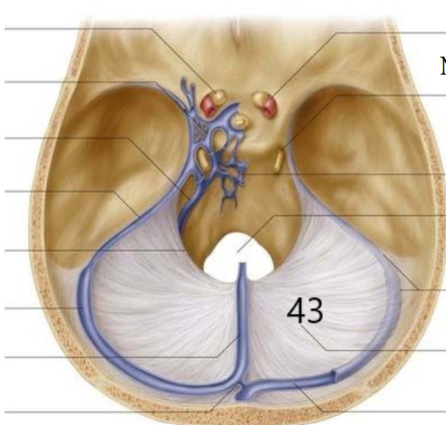 <p>Name This Structure</p>