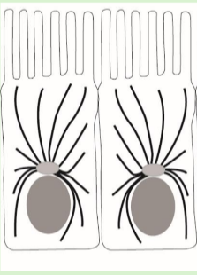 <p>Identify the cytoskeletal structures depicted in the epithelial cells shown in the figure.</p>