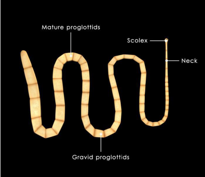 <p>Name this Class of Platyhelminths: Scientific and Common</p>