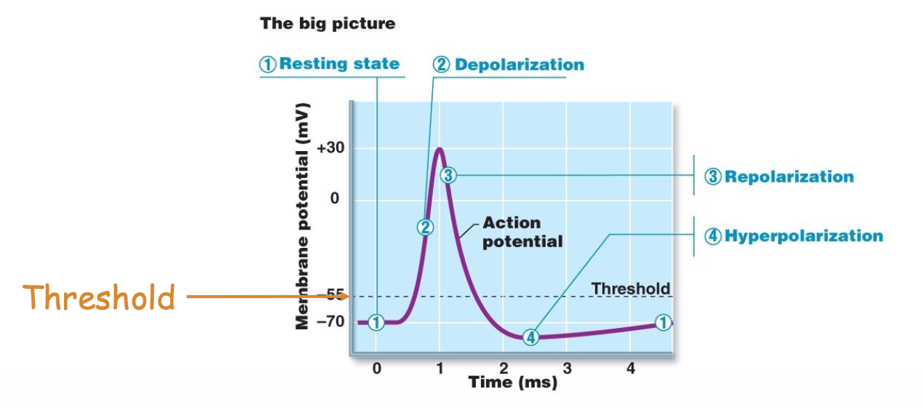 <p>All of northing depolarizations that occur when excitatory graded potentials reach the axon hillock; Depend on voltage-gated ion channels to continue the AP down the axon</p>