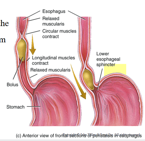 <p>The Esophagus</p>