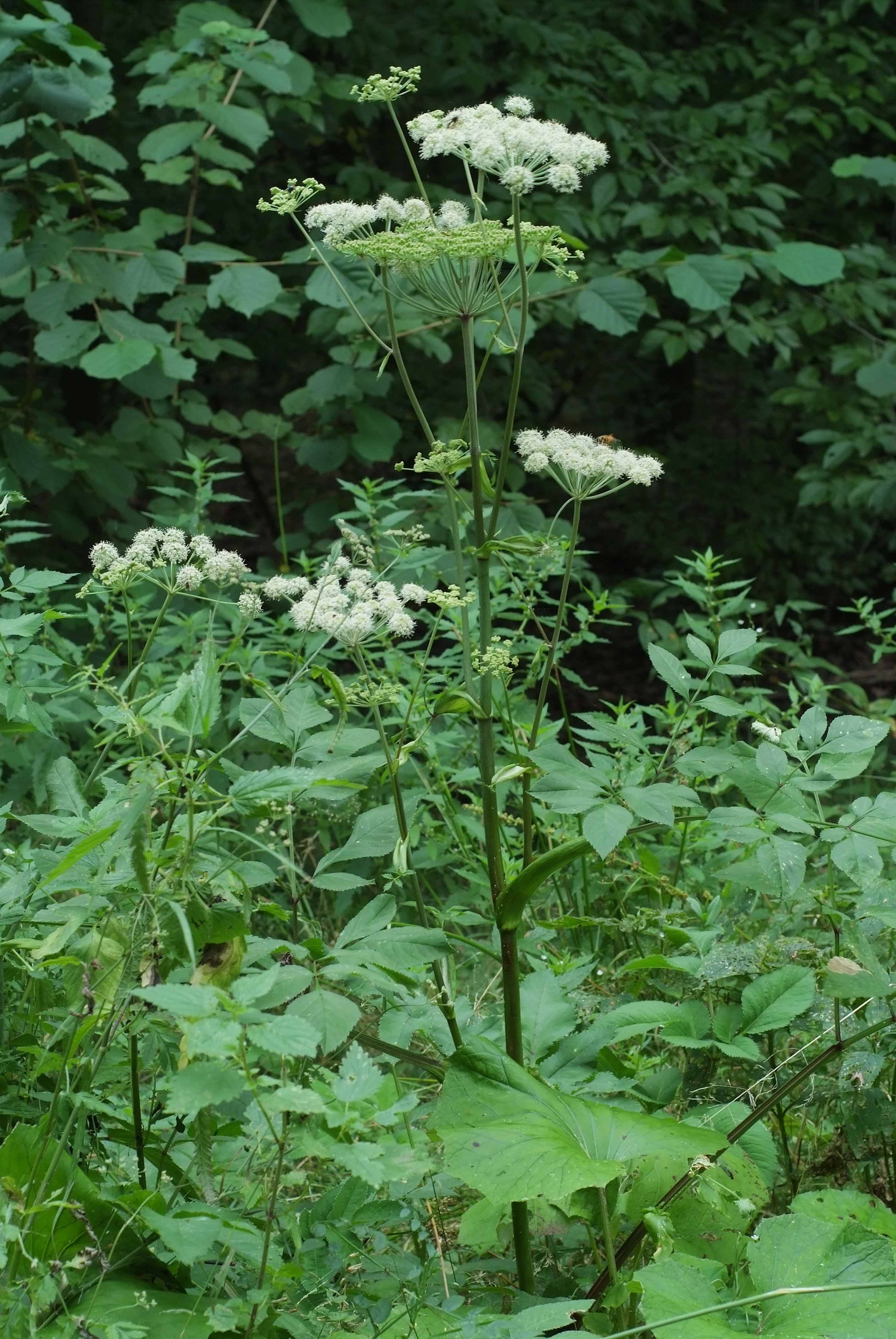 <p>Klasa <strong>ARTEMISIETEA VULGARIS </strong><span style="line-height: 22px;">związek<strong> <em>Glechometalia hederaceae</em></strong>&nbsp;</span></p>