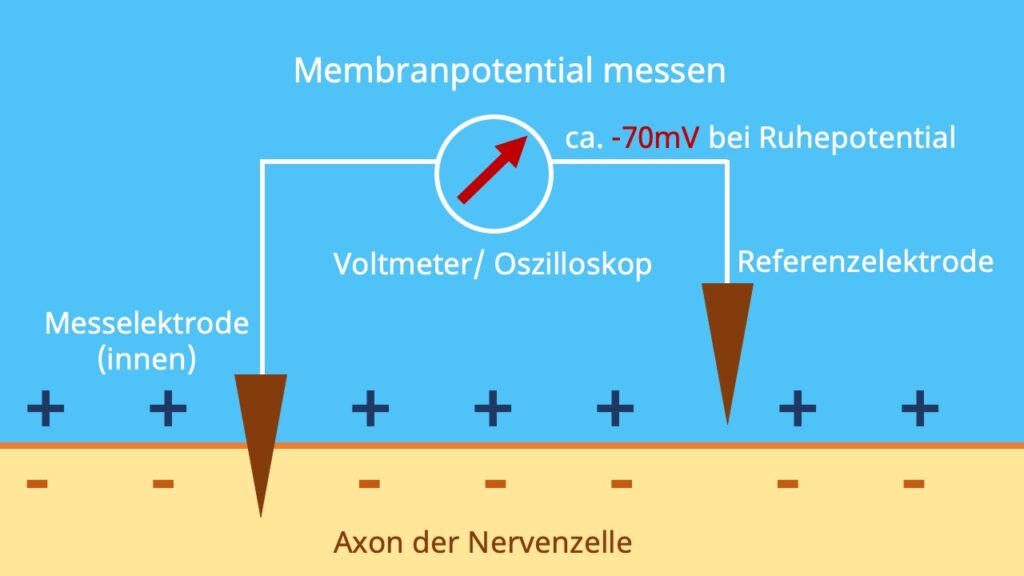 <ul><li><p><span>Kapillarelektrode: misst intrazelluläres Potenzial</span></p></li><li><p class="p1"><span>Bezugselektrode: misst extrazelluläres Potenzial</span></p><ul><li><p class="p1"><span>Spannungsdifferenz wird verstärkt und dargestellt</span></p></li></ul></li><li><p class="p1"><span>Darstellung z. B. mit Oszillosop (Potenzialverlauf über Zeit)</span></p></li></ul><p></p>