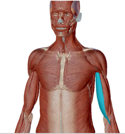 <p>what muscle is this</p>