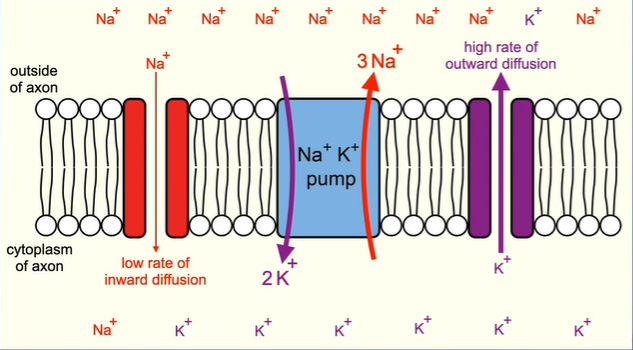 <p>The Na+ channels are mainly closed, so we have a low rate of diffusion of sodium ions into the axon.</p><p>The potassium ion channels are mainly open , so we have a high rate of diffusion of potassium ions out of the axon. (facilitated diffusion)</p><p>This outward diffusion of potassium ions makes the inside of the membrane more negative compared to the outside.</p>