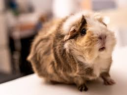 <ul><li><p>short haired</p></li><li><p>skinny pig</p></li><li><p>abyssinian</p></li><li><p>peruvian</p></li></ul><p></p>